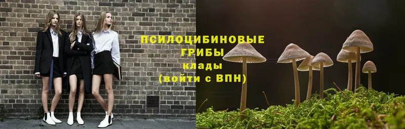 Псилоцибиновые грибы Psilocybe  Никольск 